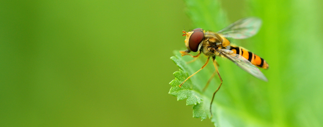 Episyrphus balteatus (© Chris van Swaay)